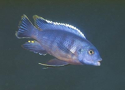 Petrotilapia sp. 'nigra tumbi' Tumbi Point
